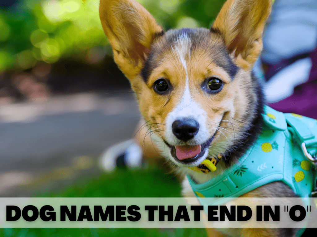 Text reads Dog Names That End in O. Behind the text is a corgi smiling at the camera.