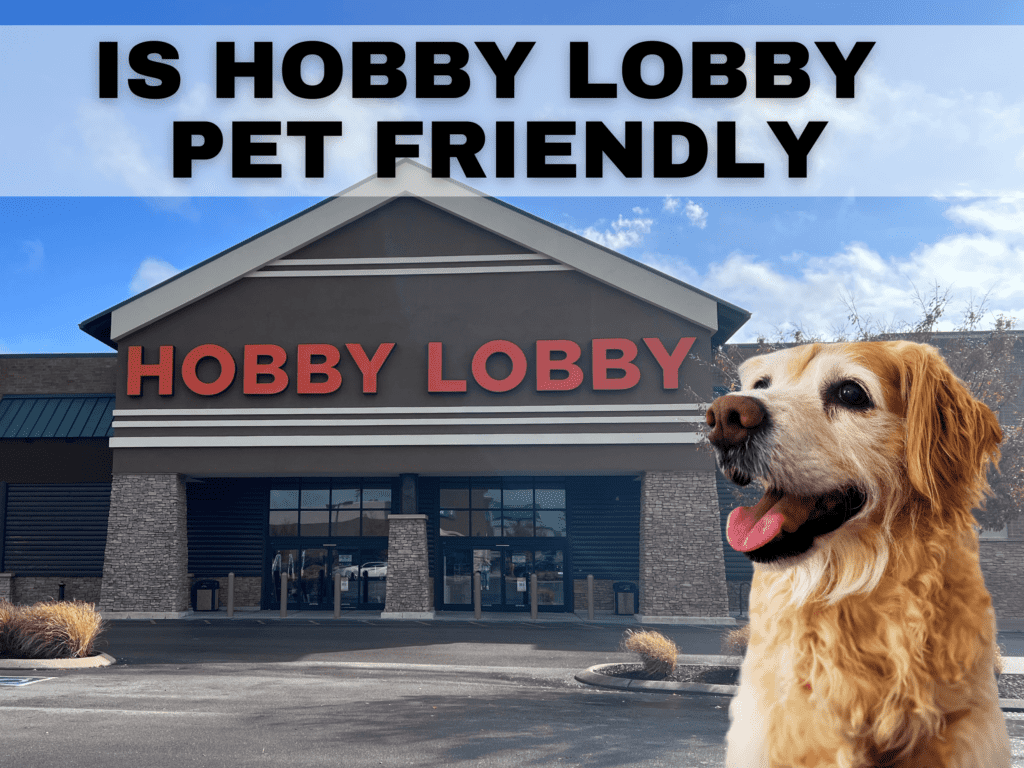 Text reads: is hobby lobby pet friendly. Under the text is a photo of the outside of a hobby lobby building and a golden retriever dog.
