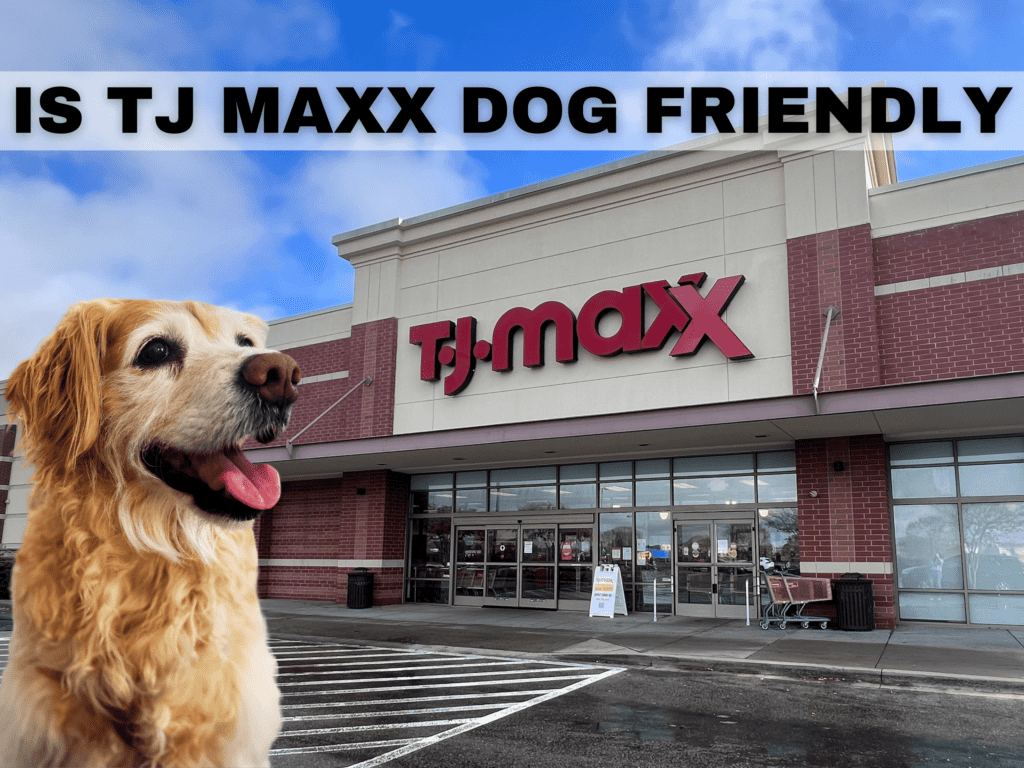 Text reads is TJ Maxx Dog Friendly. Under the text is a golden retriever dog outside tj maxx.