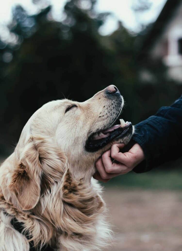 A golden retriever dog side profile smiling because he's getting pet under his chin.