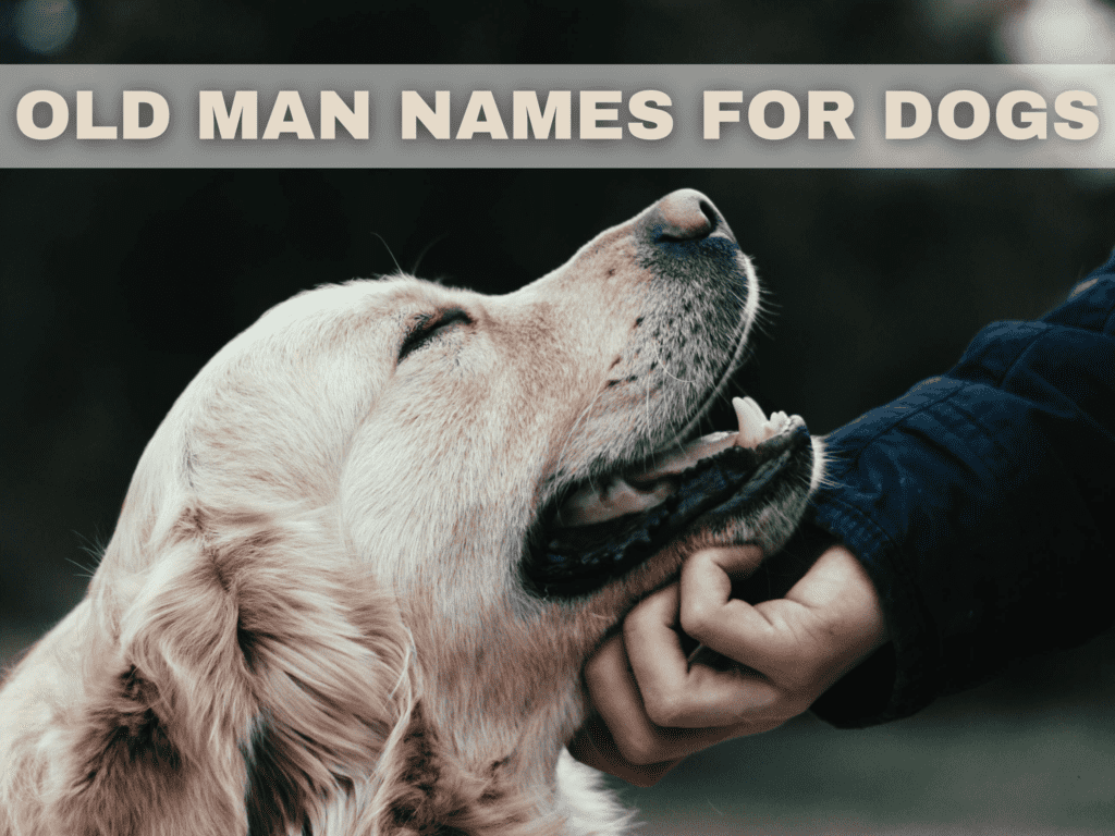 Text reads old man names for dogs. Under the text is a photo of a golden retriever dog side profile smiling because he's getting pet under his chin.