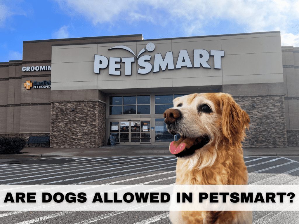 Text overlay reads are dogs allowed in petsmart? Under the text is a photo of the outside of a petsmart store with a golden retriever dog overlay.