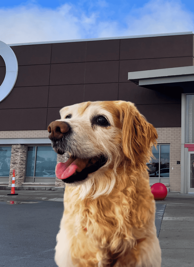 A golden retriever dog in front of the outside of a Target store.