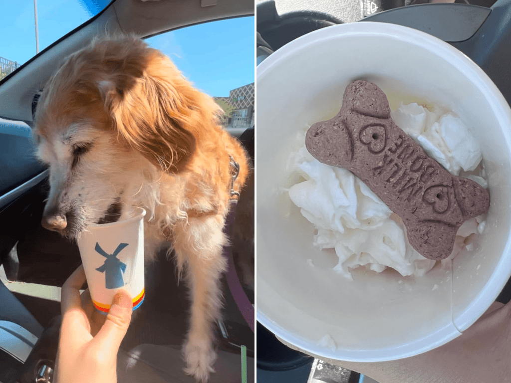 A golden retriever dog eating a puppuccino pup cup from Dutch Bros.  