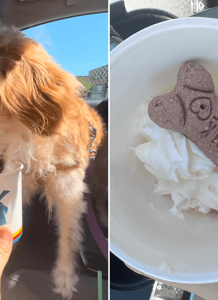A golden retriever dog eating a puppuccino pup cup from Dutch Bros.