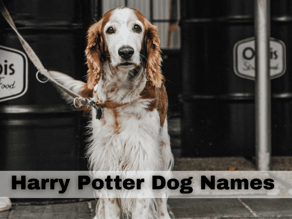 Text reads Harry Potter Dog Names. Under the text is a white and brown dog with long hair.