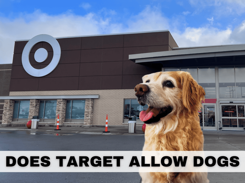 Text that reads Does Target Allow Dogs. Behind the text is a golden retriever dog in front of the outside of a Target store.
