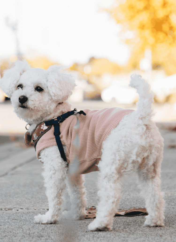 Photo of a small white dog in a pink sweater.