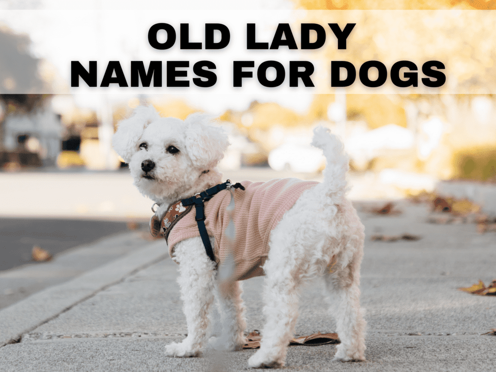 Text reads old lady names for dogs. Under the text is a photo of a white dog in a pink sweater.