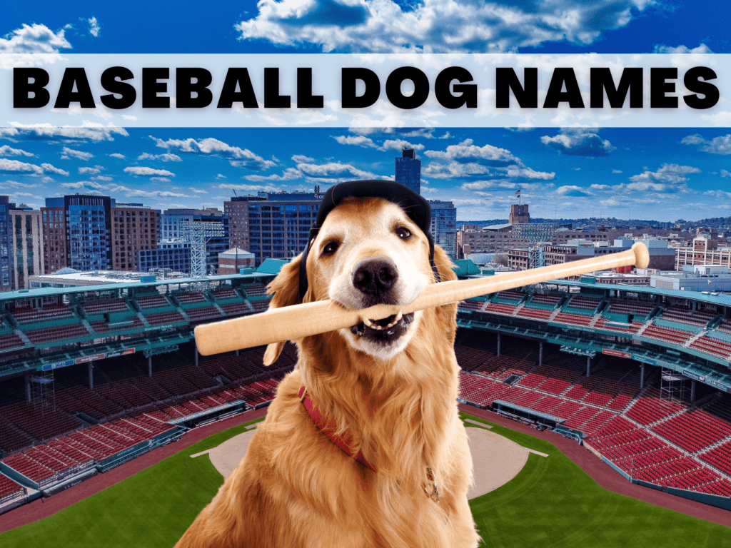 Text reads baseball dog names. Under the text is a golden retriever dog holding a baseball bat.