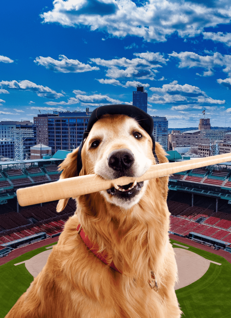 A golden retriever dog holding a baseball bat superimposed over a baseball stadium photo.