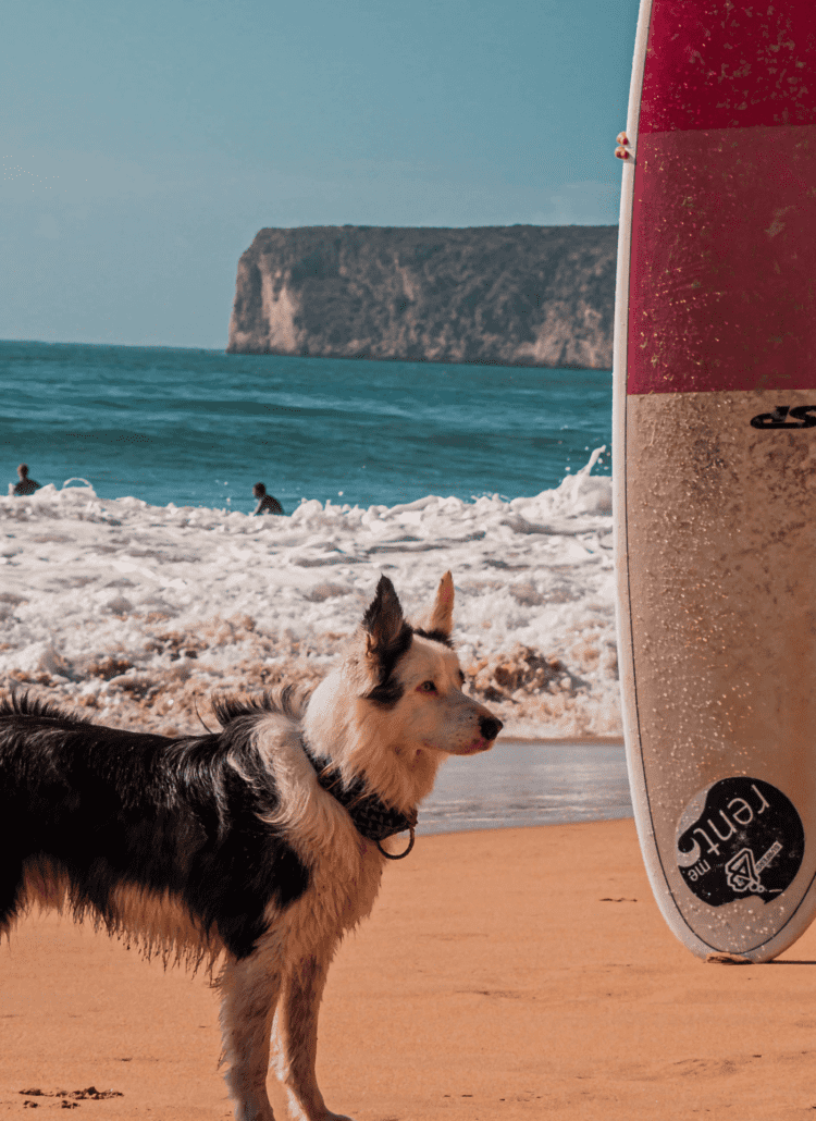 A dog standing on the beach next to a surfer and his surfboard.