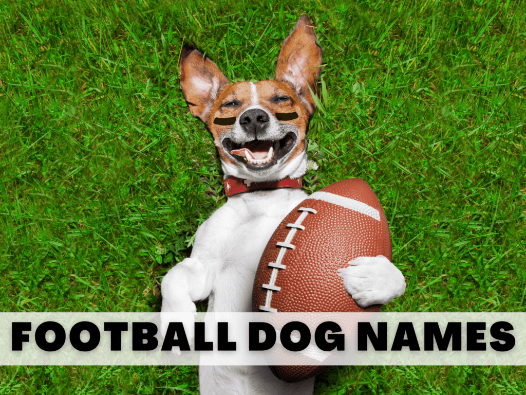 Photo of a dog holding a football. Text reads football dog names.