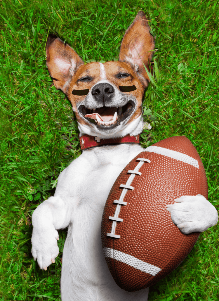 Photo of a dog holding a football.