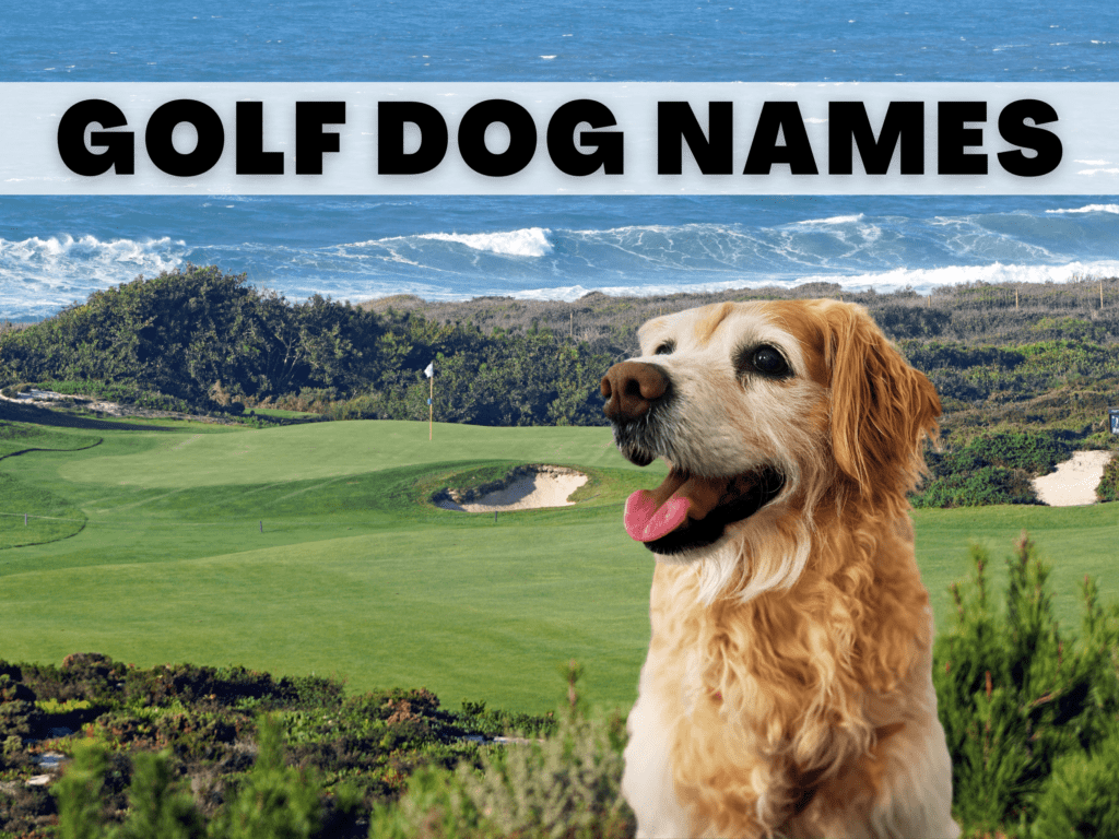 A golden retriever dog photo imposed over a golf course photo. Text reads Gold Dog Names.
