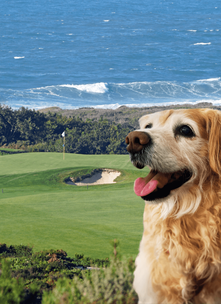 A golden retriever dog photo imposed over a golf course photo.