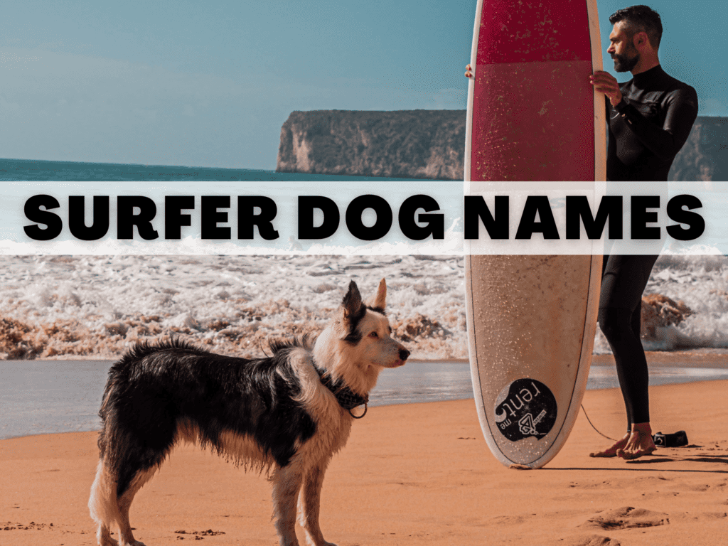 A dog standing on the beach next to a surfer and his surfboard. Text reads surfer dog names.