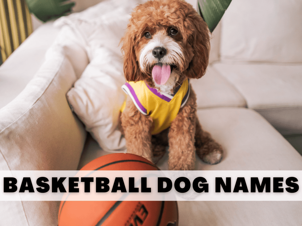 A fluffy dog wearing a basketball jersey sitting next to a basketball. Text reads basketball dog names.