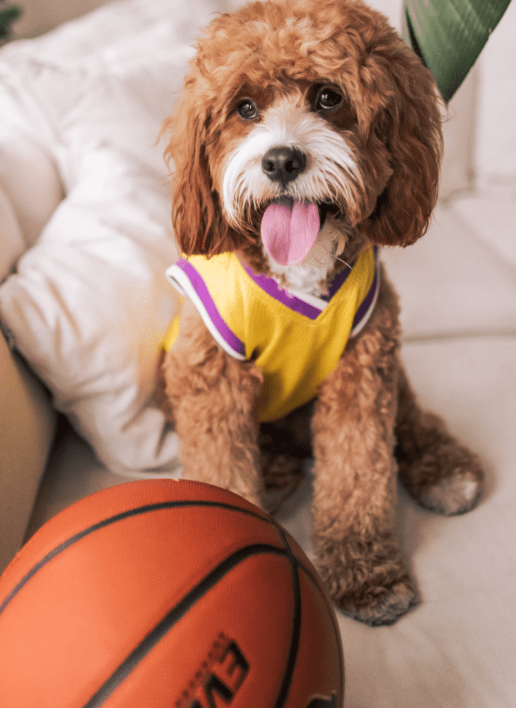 A fluffy dog wearing a basketball jersey sitting next to a basketball.