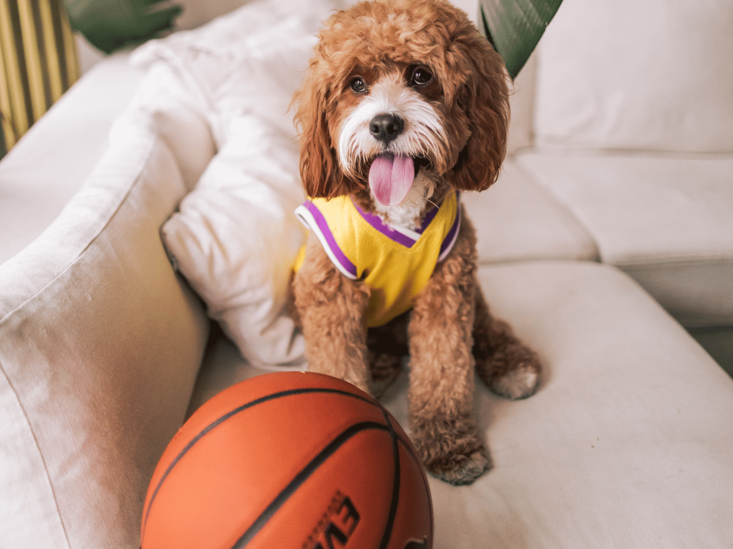 A fluffy dog wearing a basketball jersey sitting next to a basketball.
