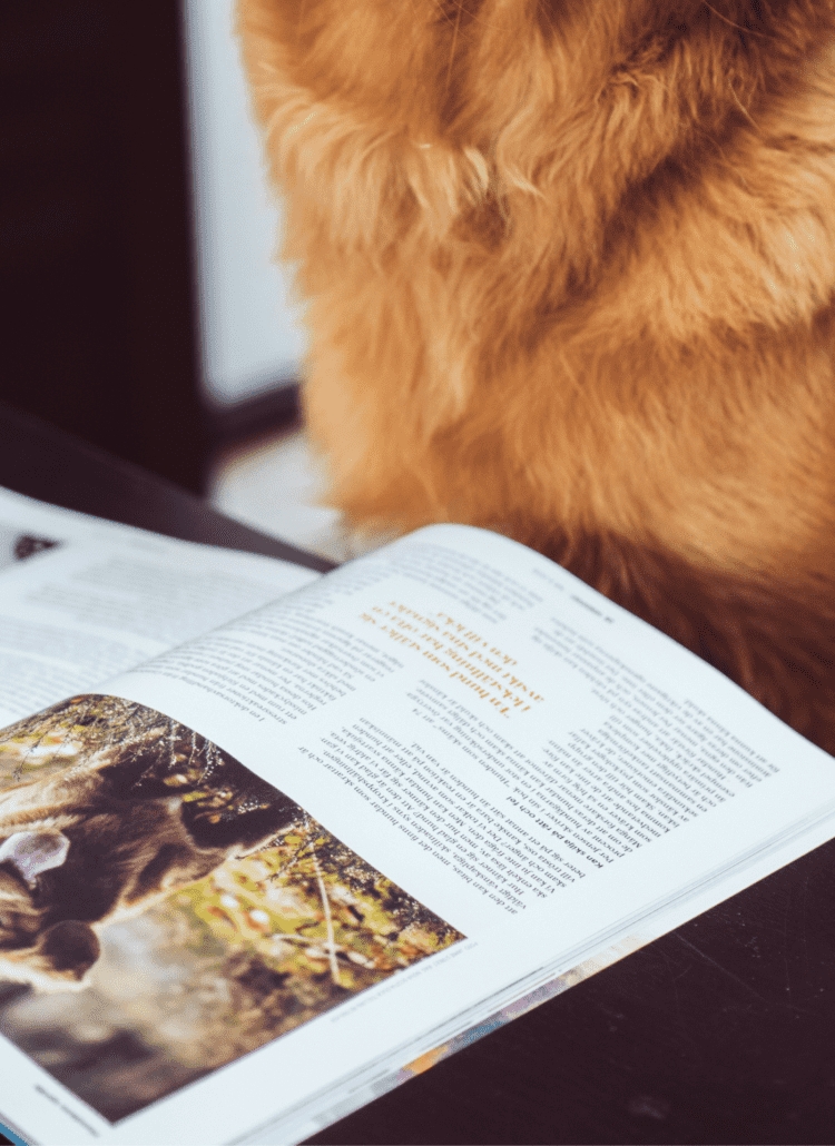 A photo of a dog's chest over a dog coffee table book