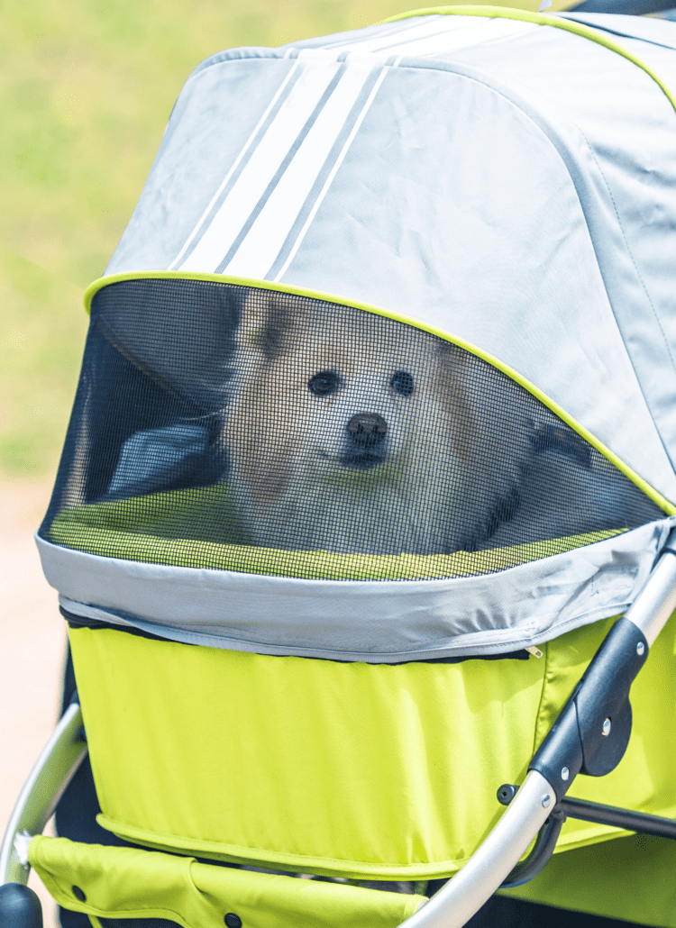 A dog sitting in a dog wagon stroller with the canopy up.