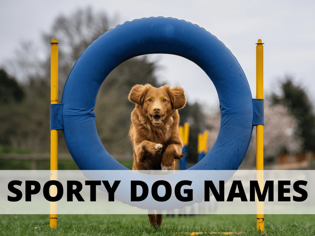 An athletic dog jumping through a hoop. Text reads sporty dog names.