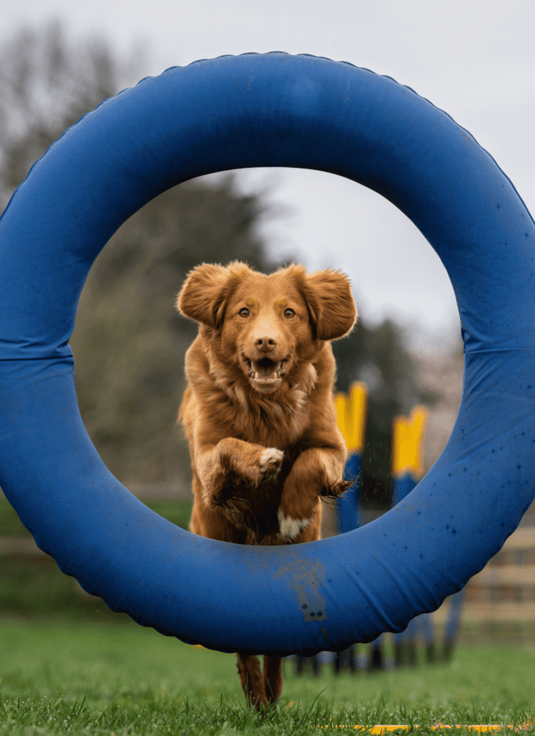 An athletic dog jumping through a hoop.