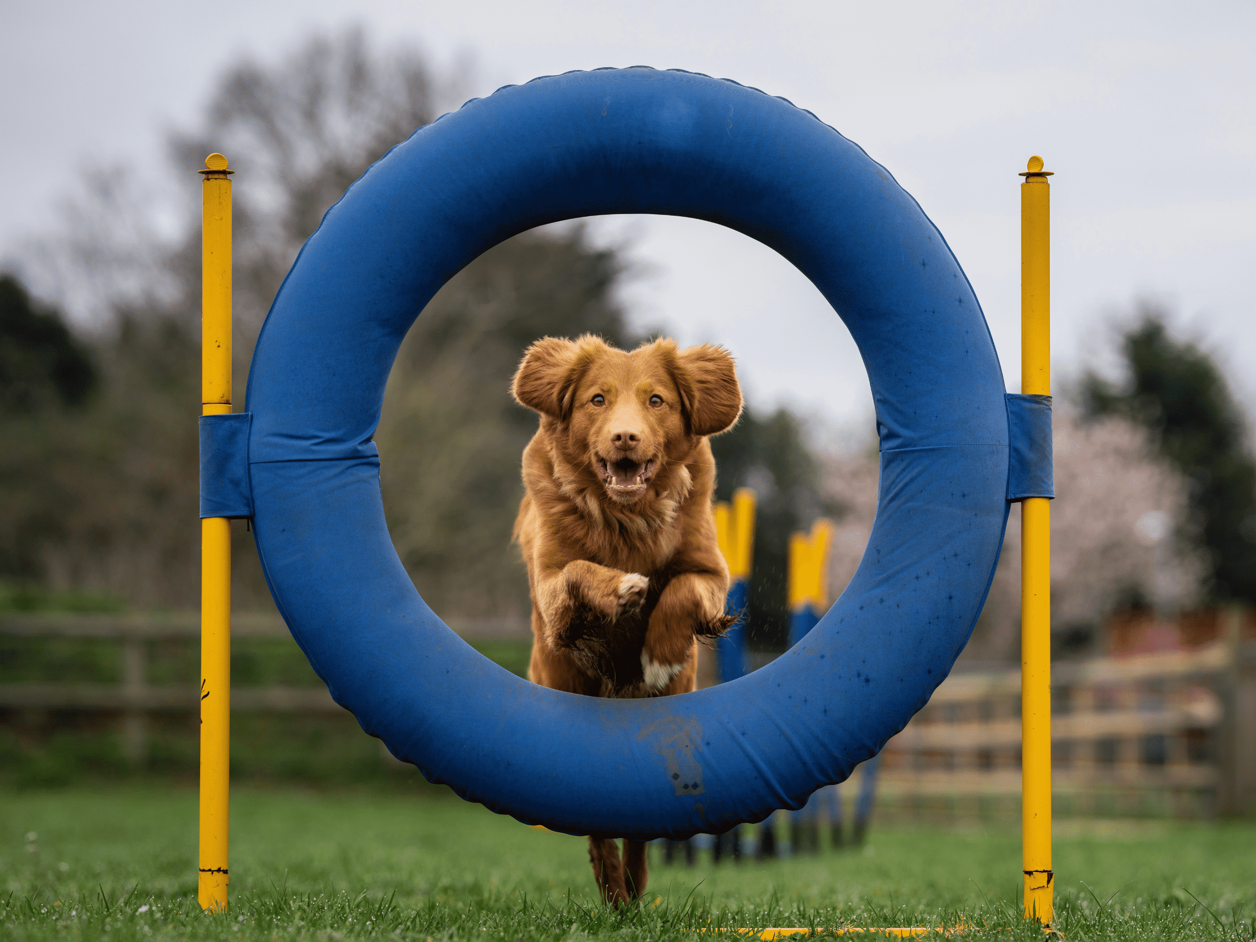 An athletic dog jumping through a hoop.