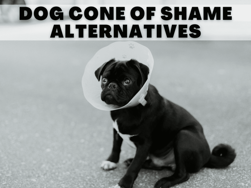 a black dog in a dog cone. text reads dog cone of shame alternatives.