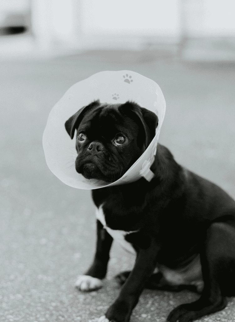 a black dog in a dog cone