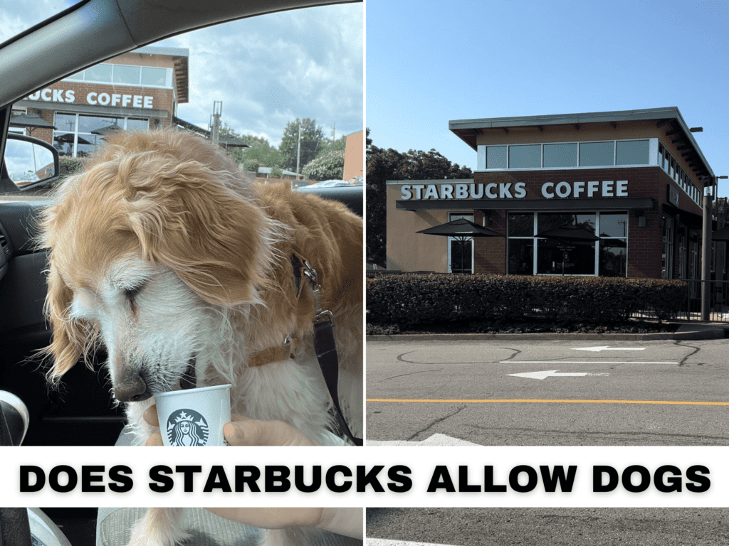 Text reads does starbucks allow dogs. Photo of a golden retriever enjoying a pup cup from outside a starbucks.