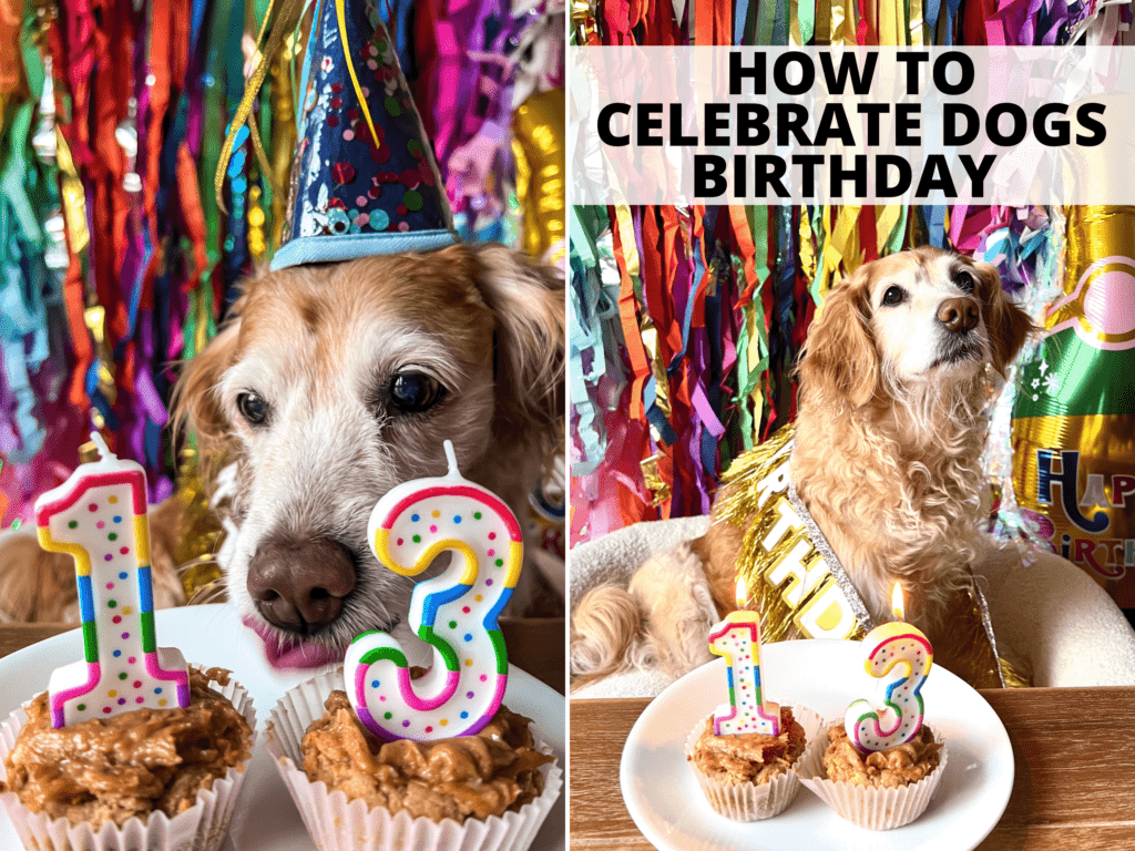 text reads how to celebrate dogs birthday with a photo of a dog celebrating her birthday