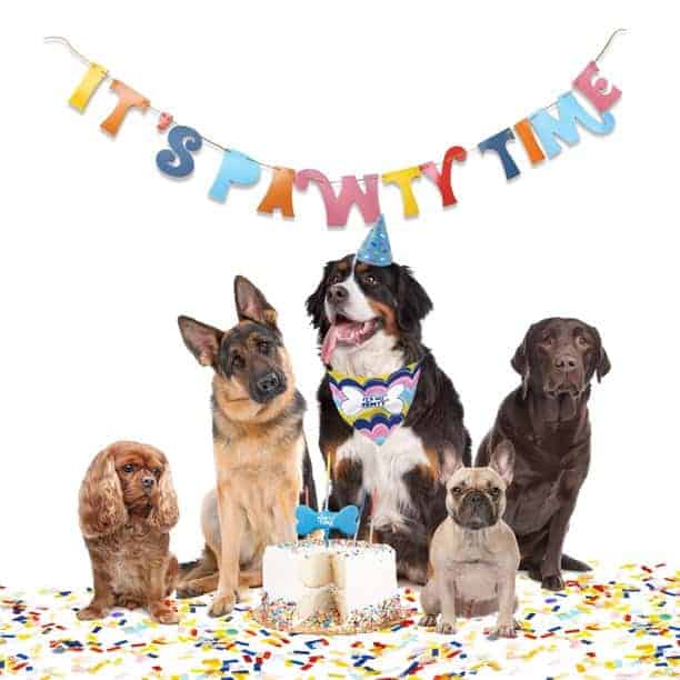 my dogs birthday banner that says it's pawty time