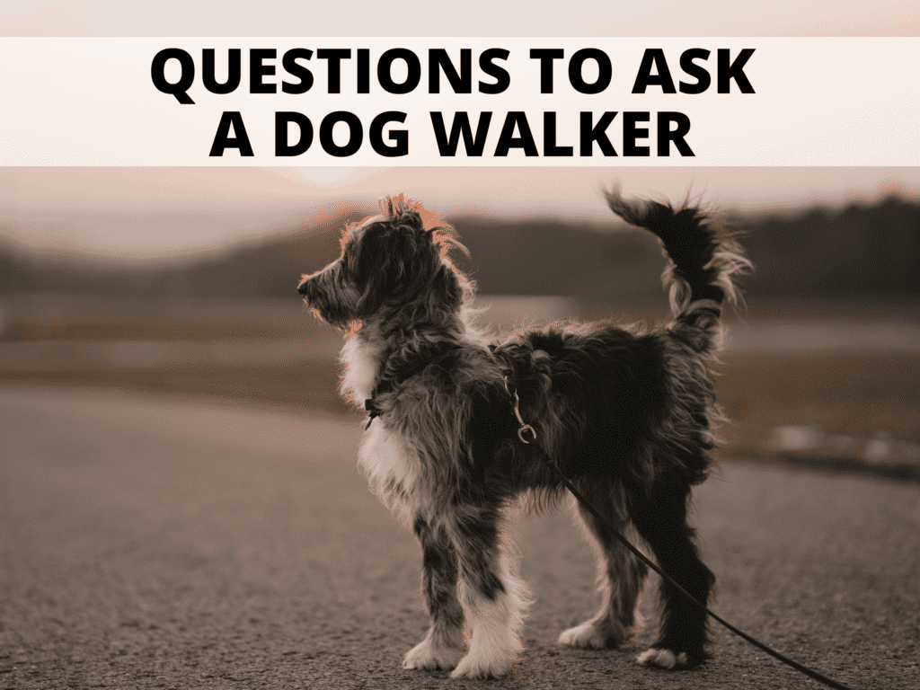 Text reads questions to ask a dog walker. Photo is of a dog on a walk.