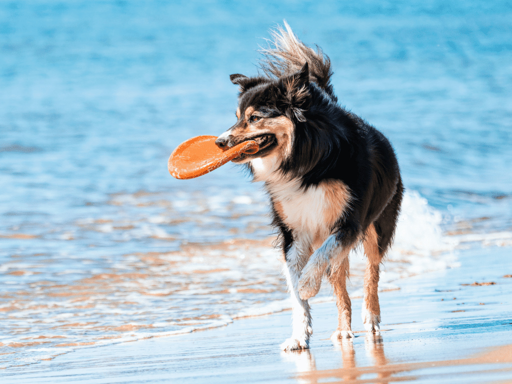 a dog playing frisbee near the ocean.  photo is for post about beachy dog names.