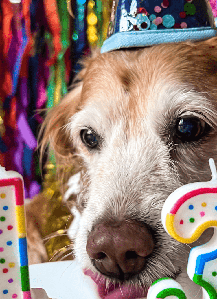 celebrate dogs birthday like this dog trying to get a lick of her birthday cupcake