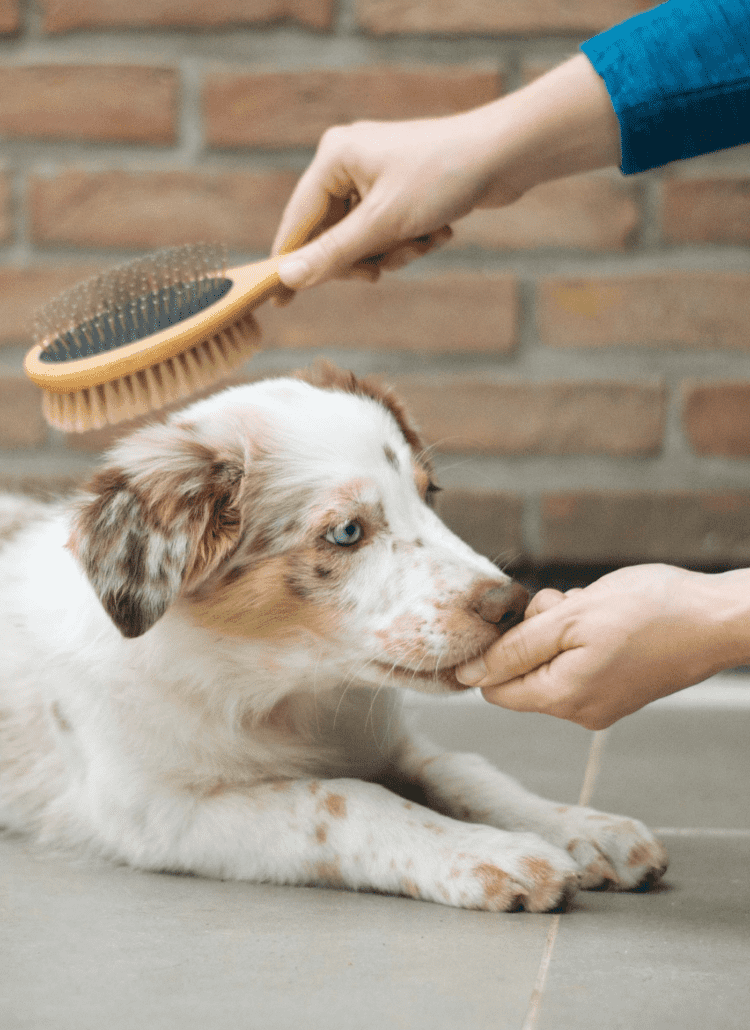 photo of a dog getting brushed with a dog pin brush