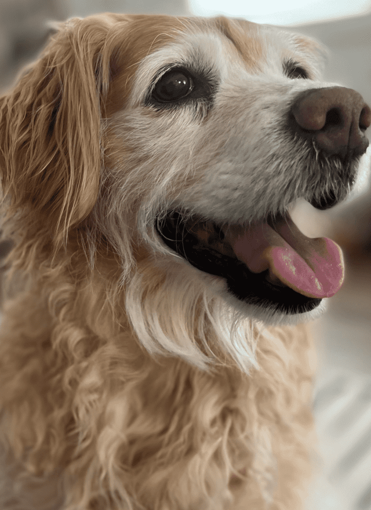 a golden cockapoo dog