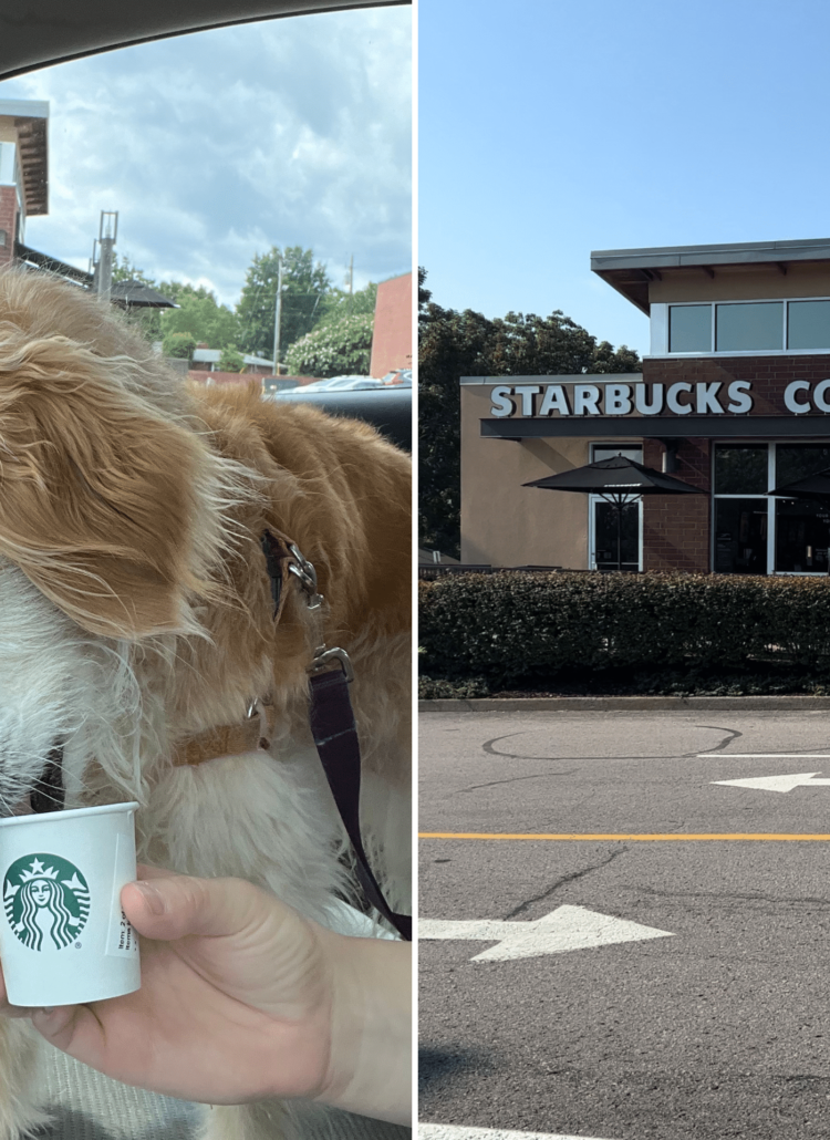 Photo of a golden retriever enjoying a pup cup from outside a starbucks.