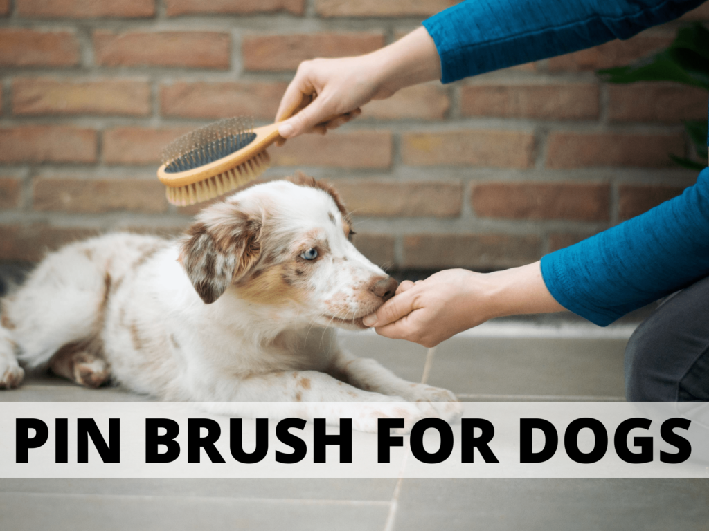text reads pin brush for dogs. Photo of a dog getting brushed.