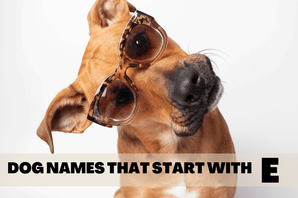 a photo of a brown dog in sunglasses with text that reads dog names that start with e.