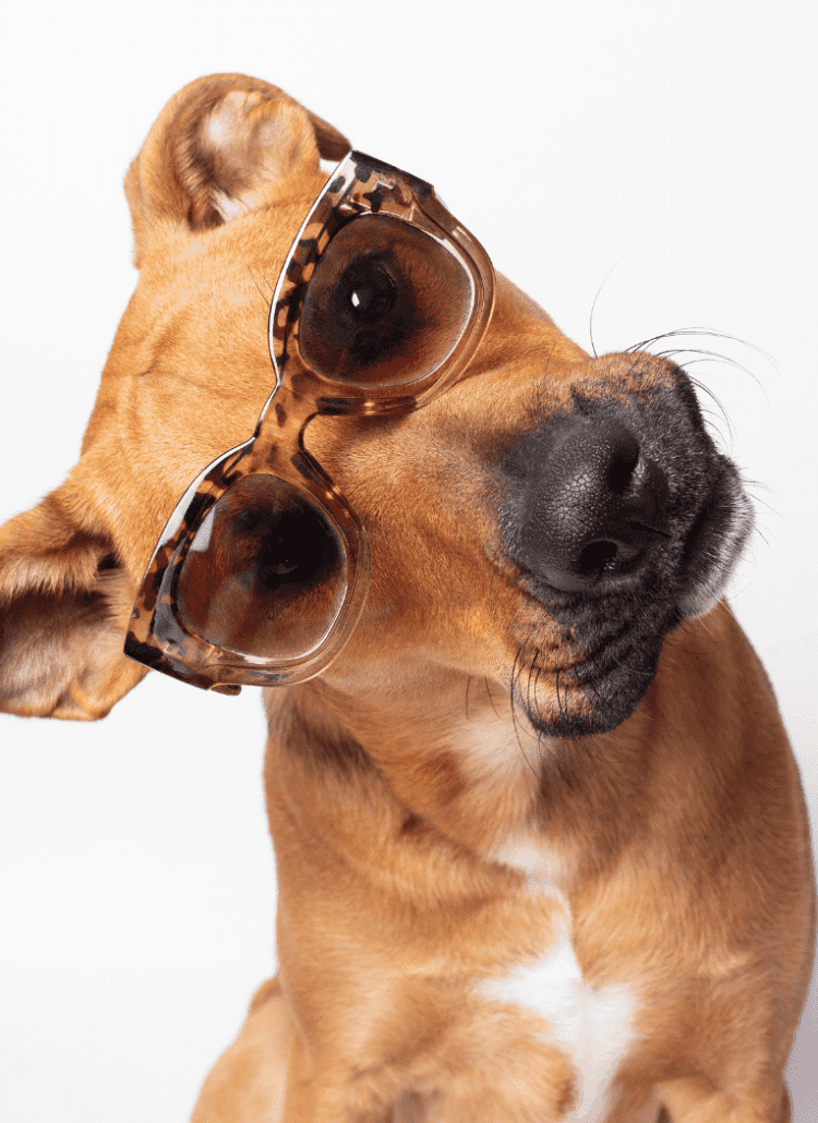 a photo of a dog in sunglasses for a post about dog names that start with E.