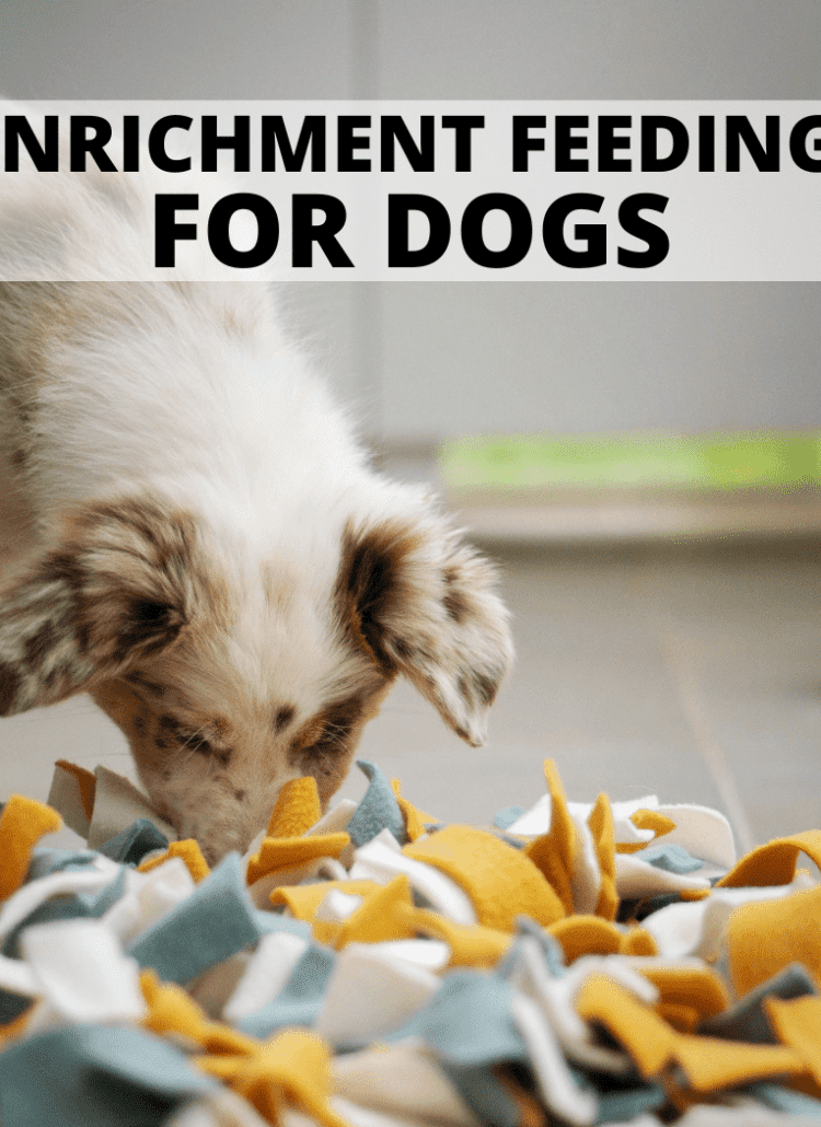 an example of enrichment feeding for dogs with a puppy enjoying a snuffle mat.