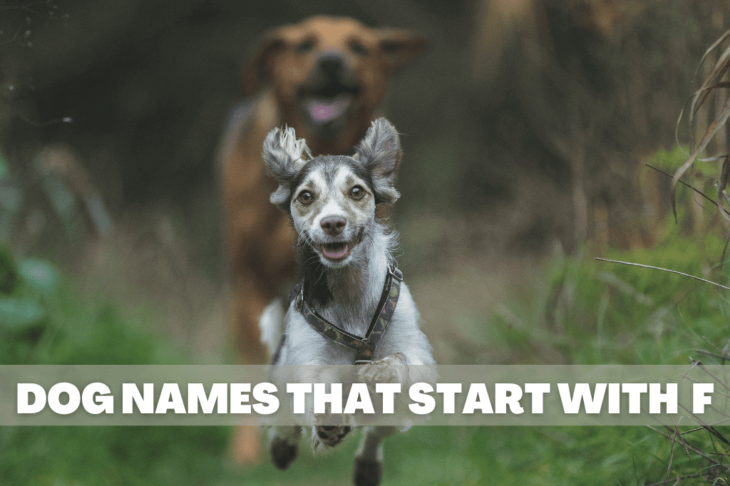 a dog playing chase with another dog with text that reads dog names that start with f.
