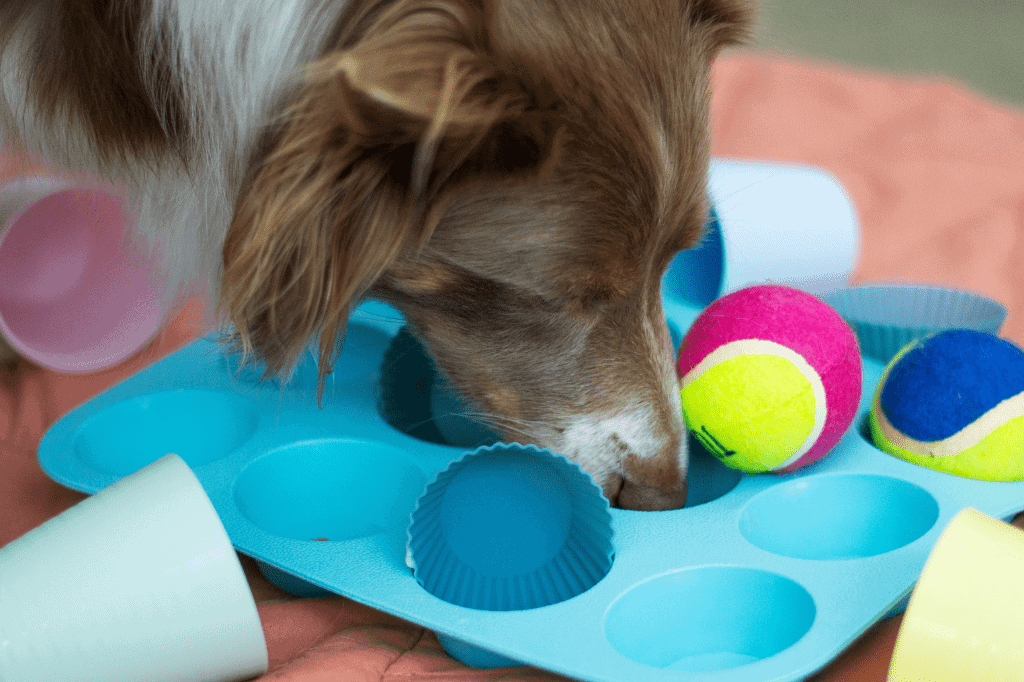 a dog playing with cognitive enrichment dog toys
