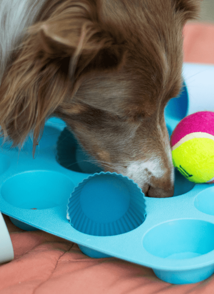 a dog playing with diy enrichment dog toys