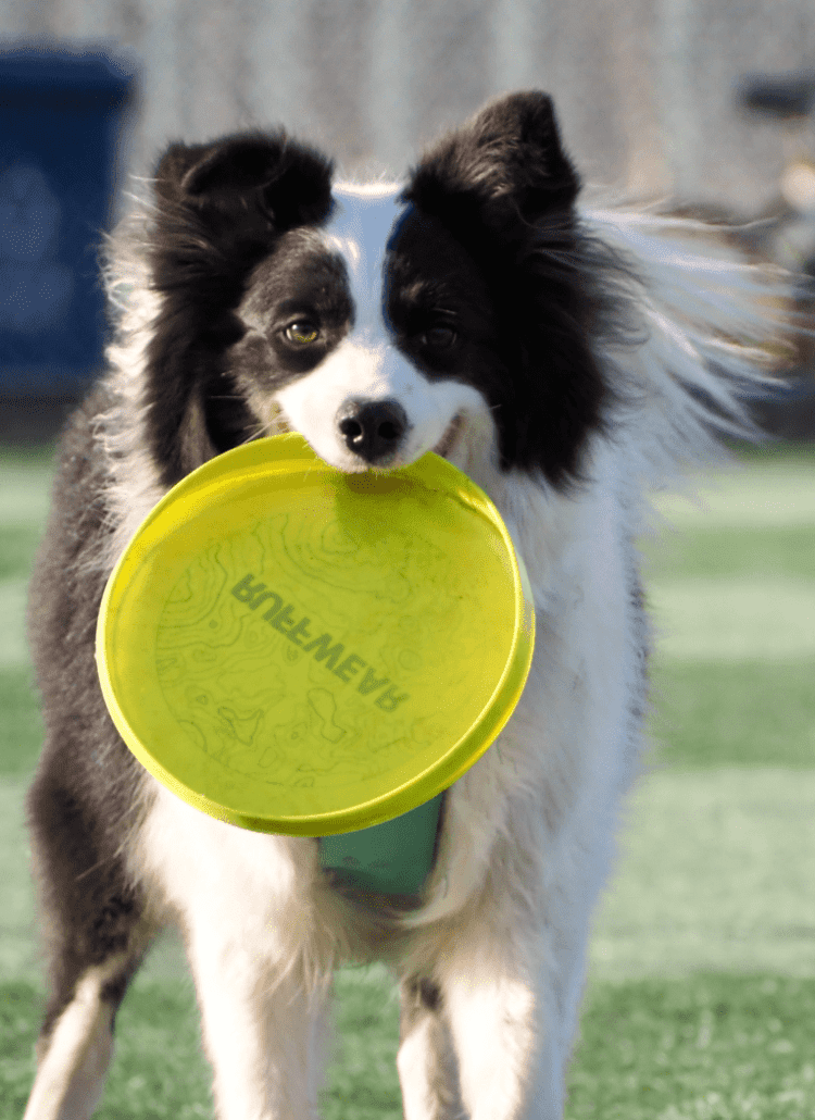 an example of physical enrichment for dogs. photo of a dog playing fetch.