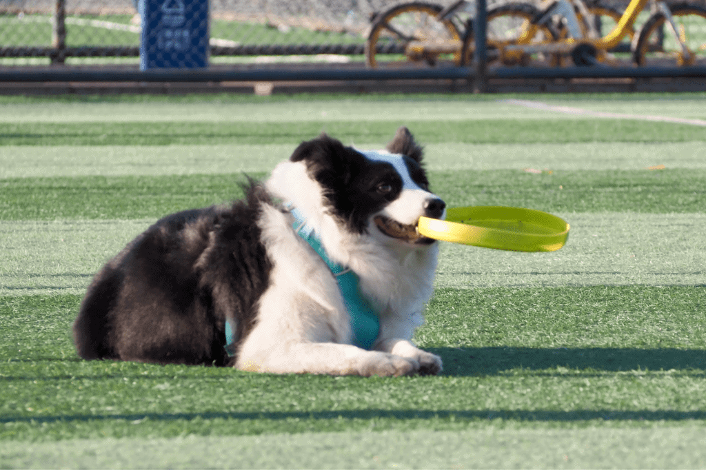 an image of a dog playing frisbee for a post about physical enrichment for dogs