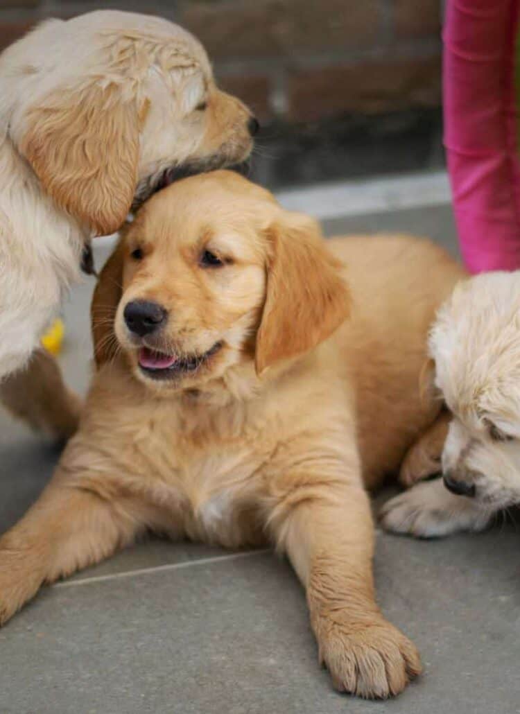 golden retrievers playing together showing social enrichment for dogs examples.